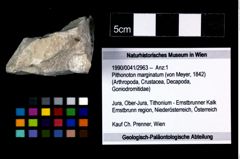 Foto (Objekt + Etikett) von Pithonoton marginatum (von Meyer, 1842)  (NHMW-GEO-1990-0041-2963)